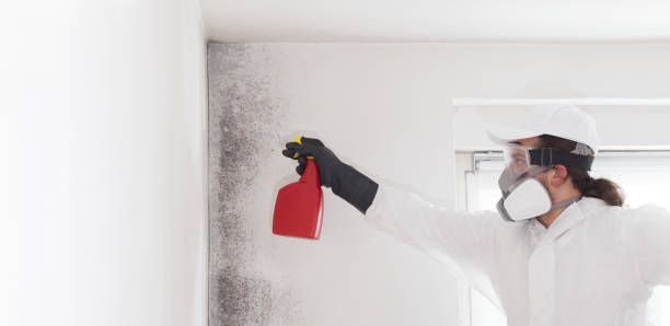 Best Mold Removal Specialists  in Arkoma, OK
